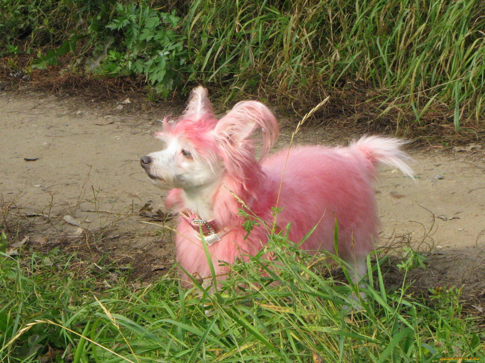 животные, собаки