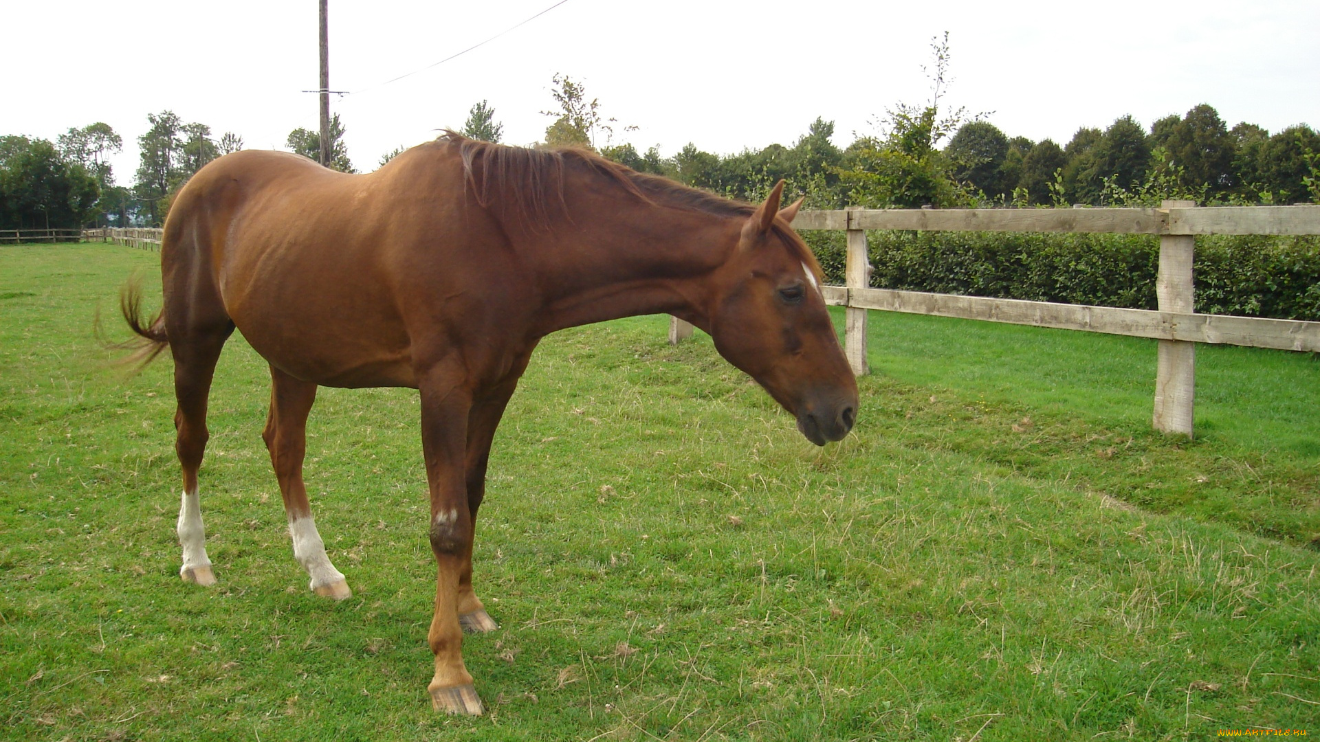 животные, лошади