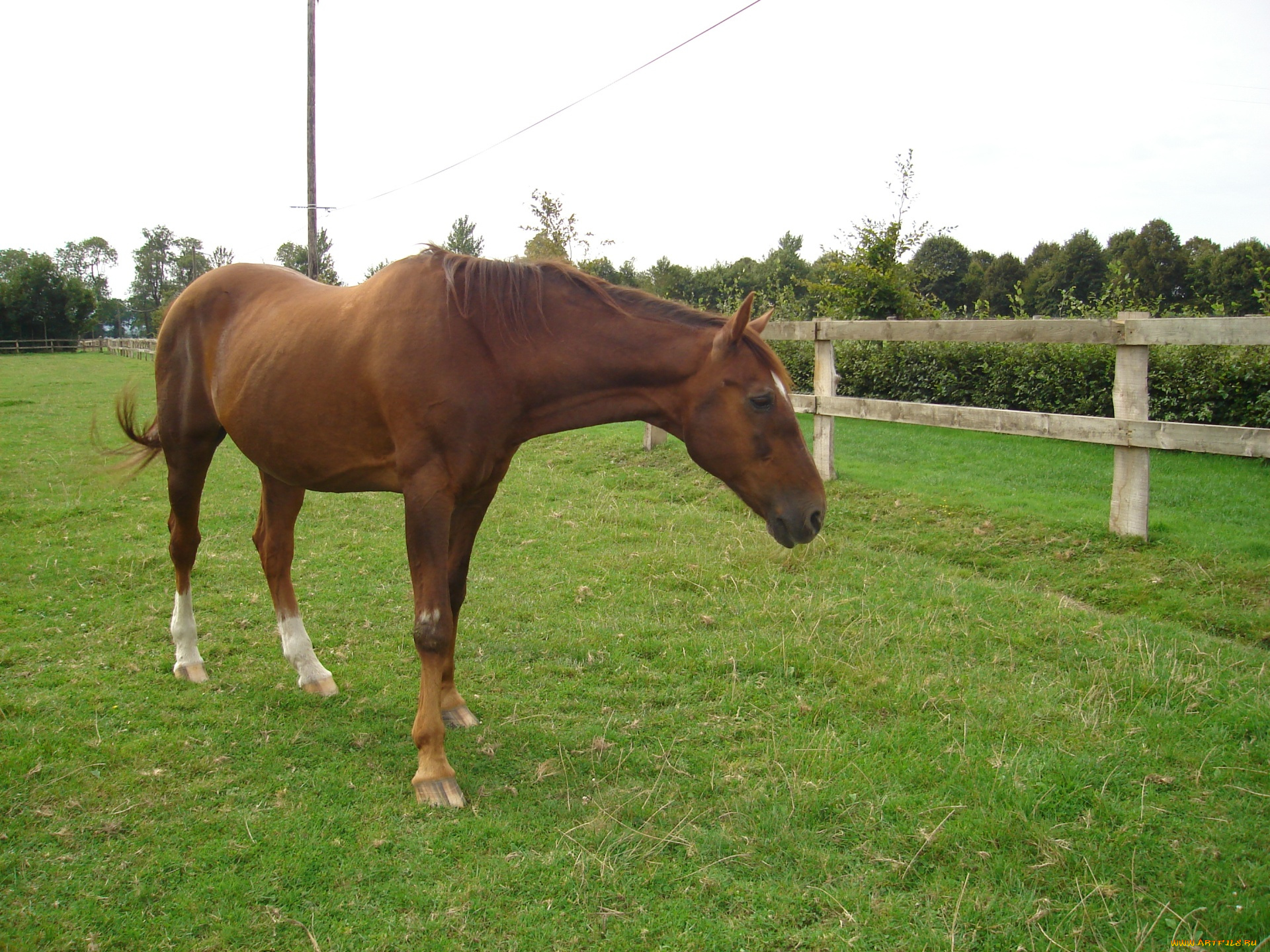 животные, лошади