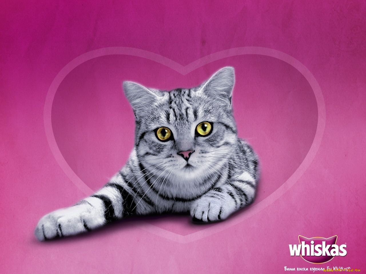 бренды, whiskas