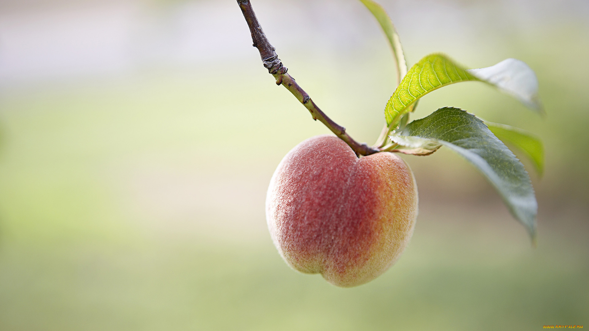 природа, плоды