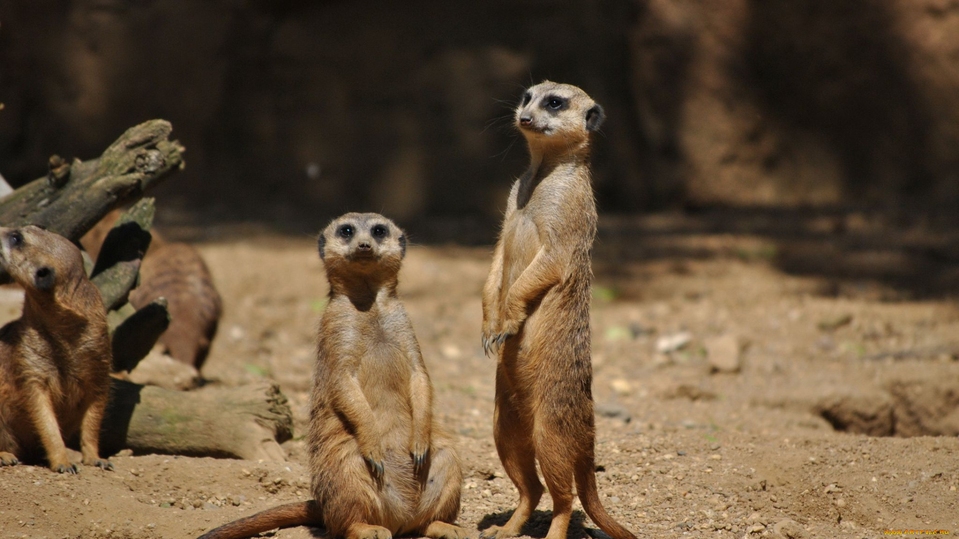 животные, сурикаты