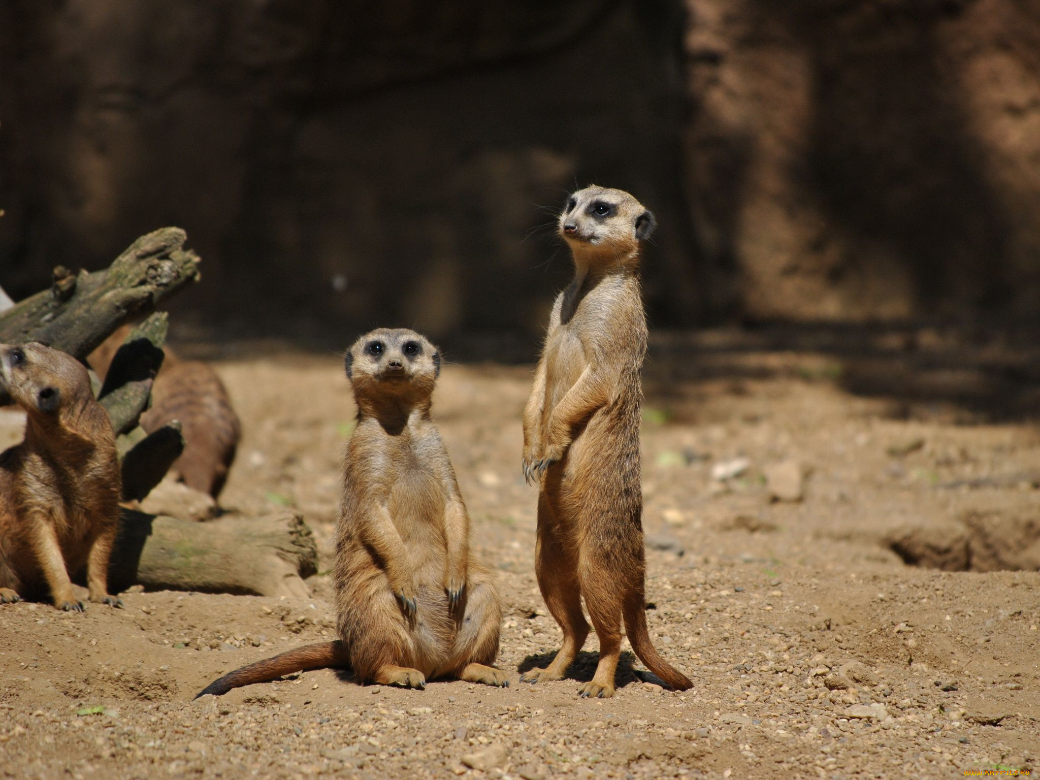 животные, сурикаты