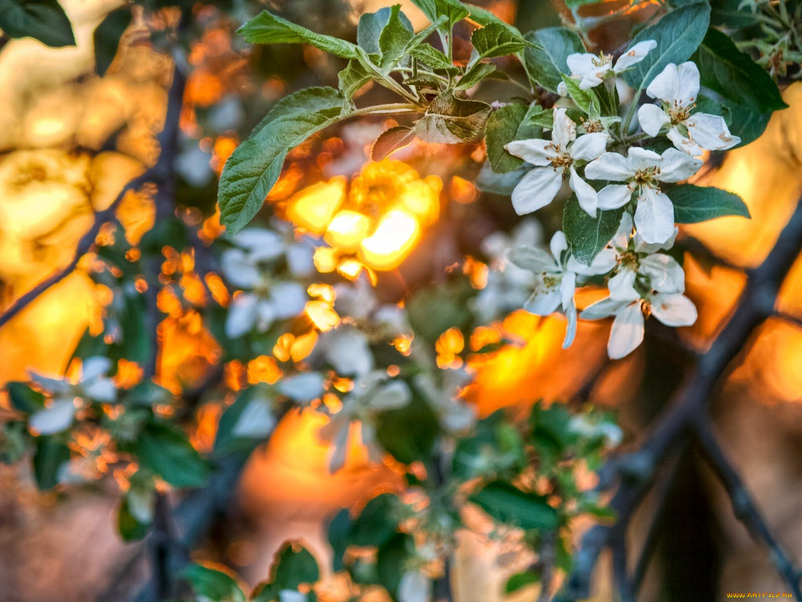 цветы, цветущие, деревья, кустарники, цветение