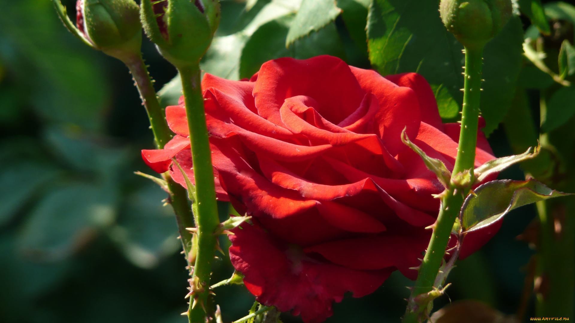 цветы, розы, бутоны