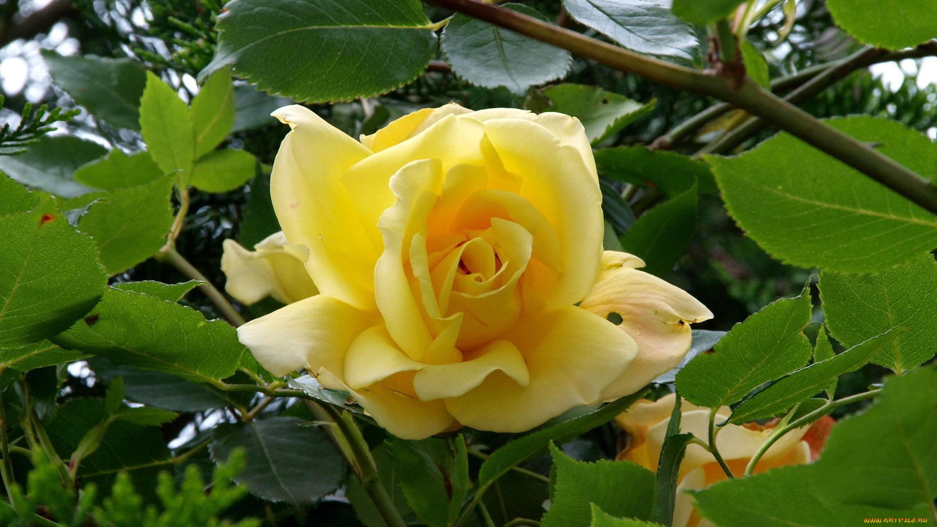 цветы, розы, чайная, роза