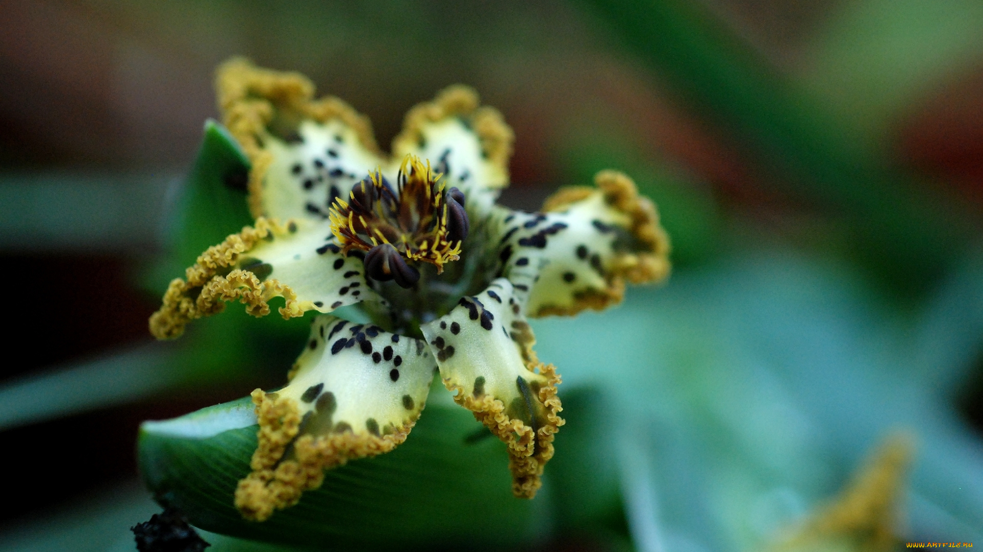 ferraria, цветы, необычный, цветок