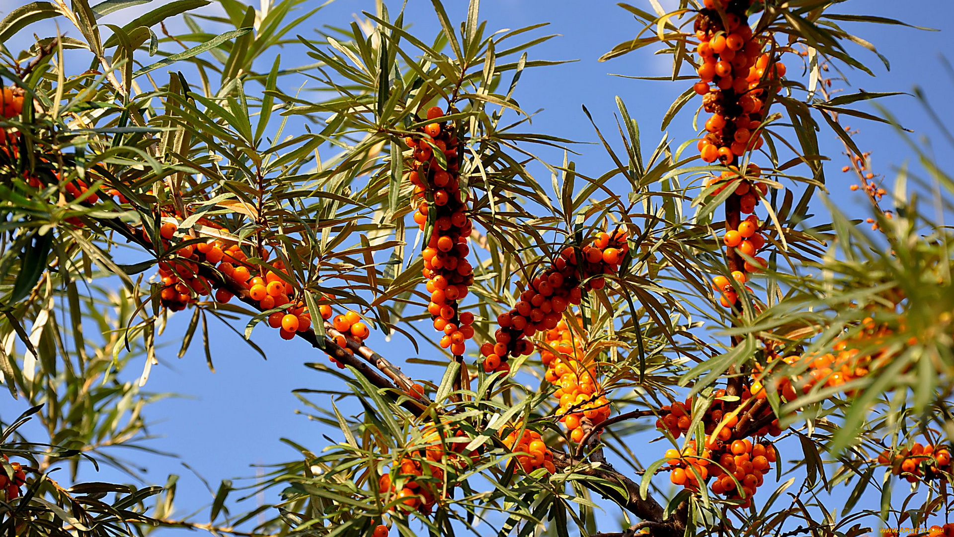 облепиха, природа, Ягоды, оранжевые, ягоды, голубое, небо