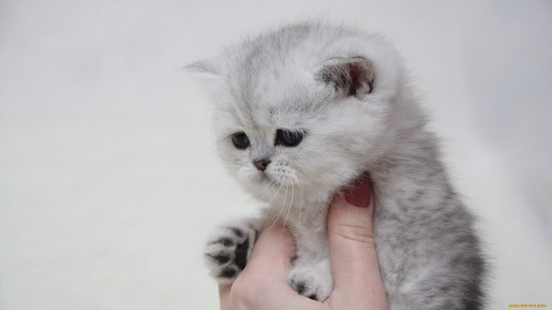 животные, коты, котенок, рука