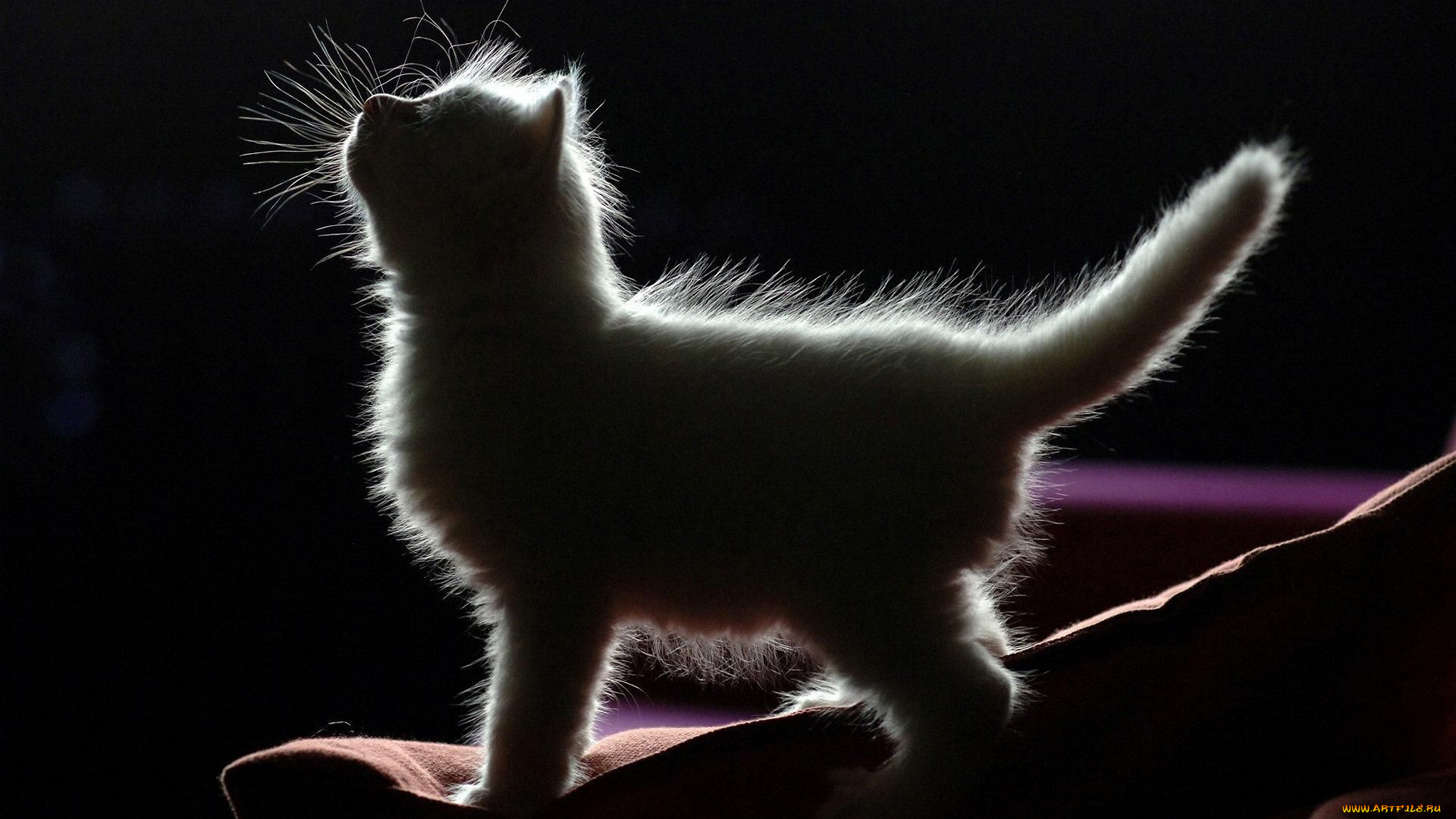 животные, коты, котёнок