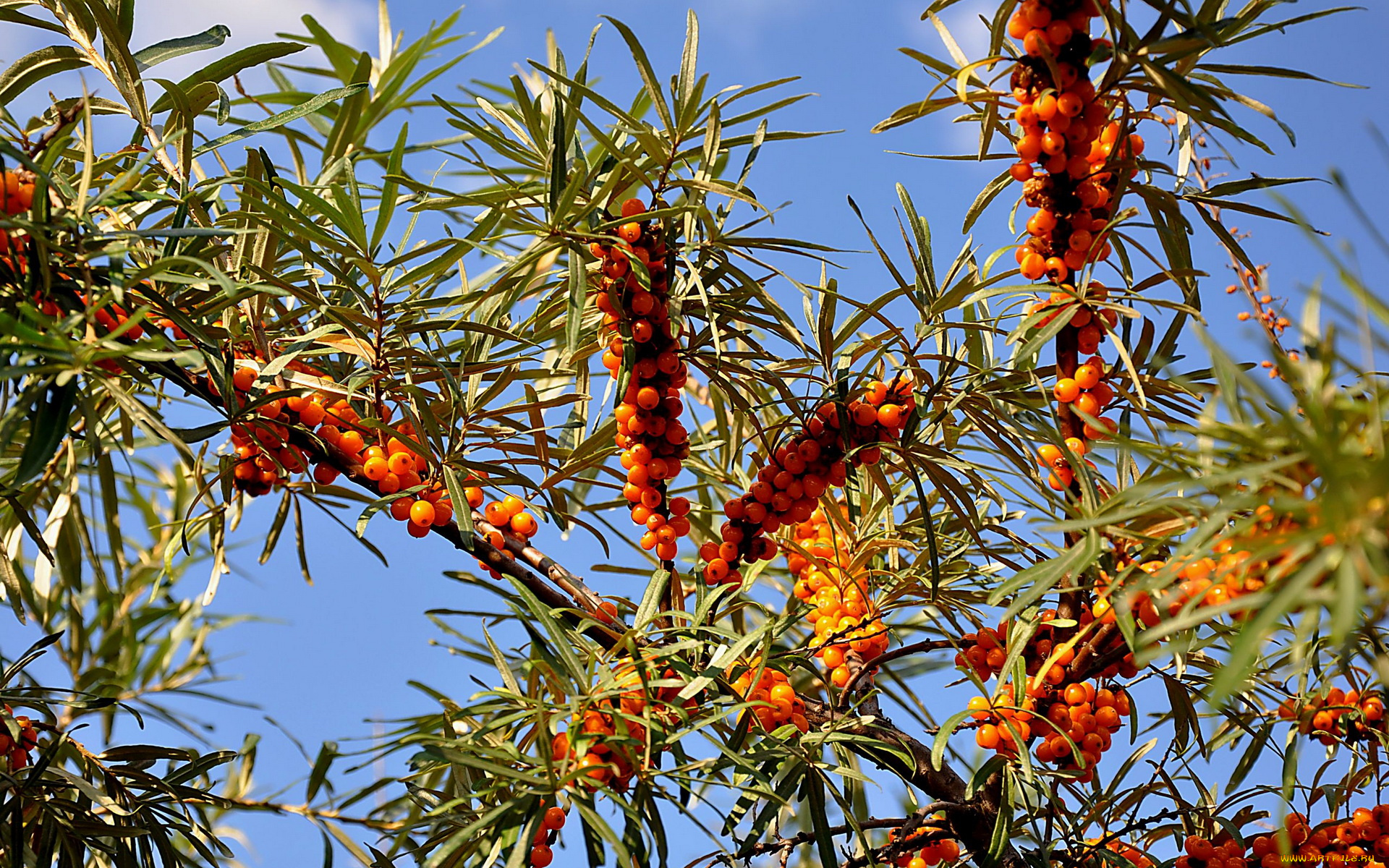 облепиха, природа, Ягоды, оранжевые, ягоды, голубое, небо