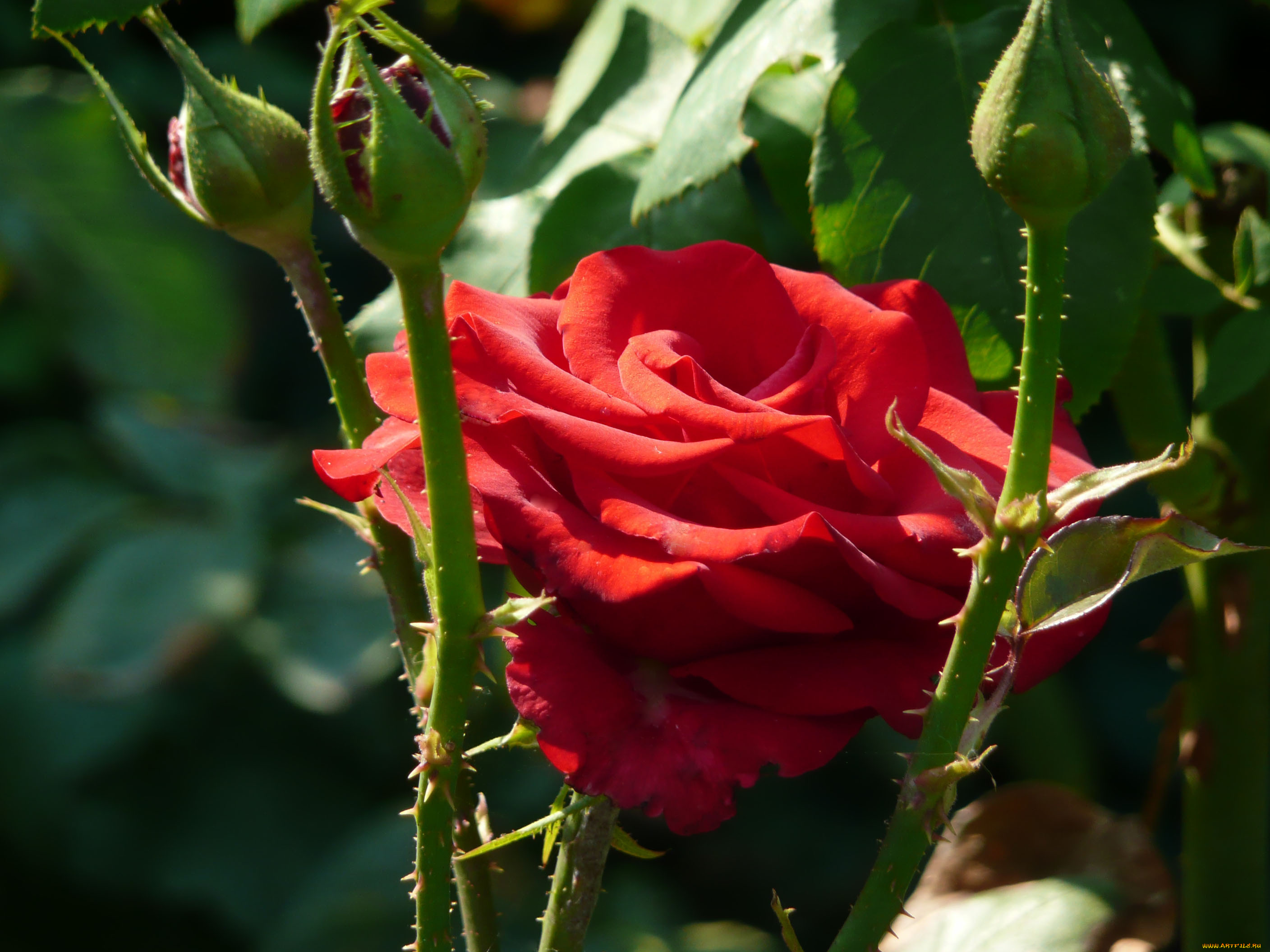 цветы, розы, бутоны