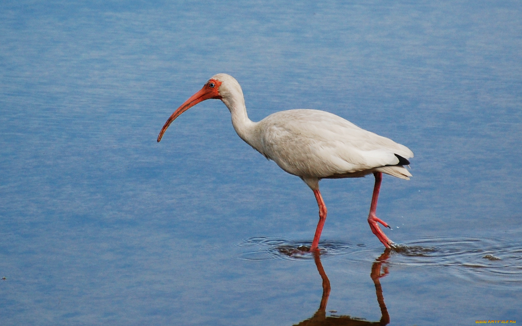 животные, ибисы, колпицы, вода, птица