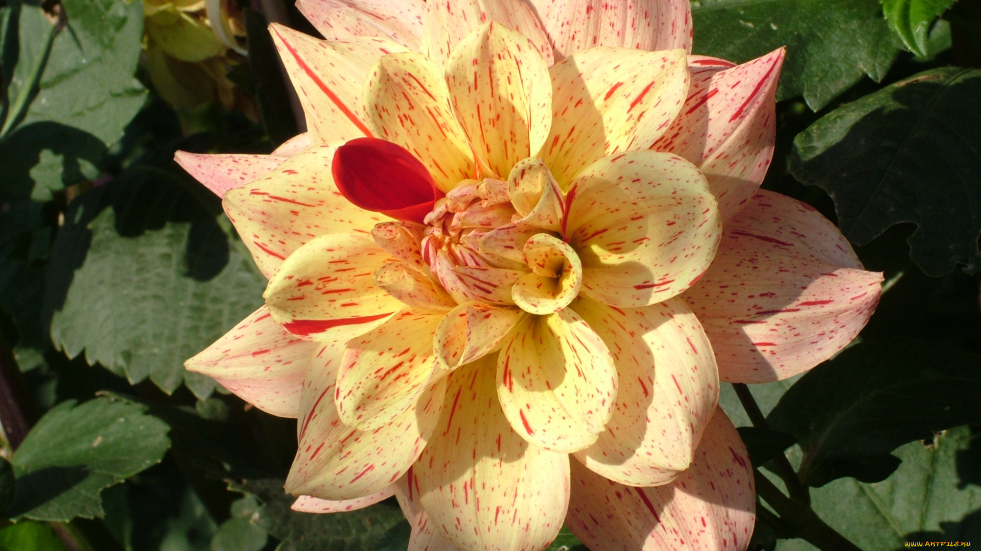 цветы, георгины, георгина