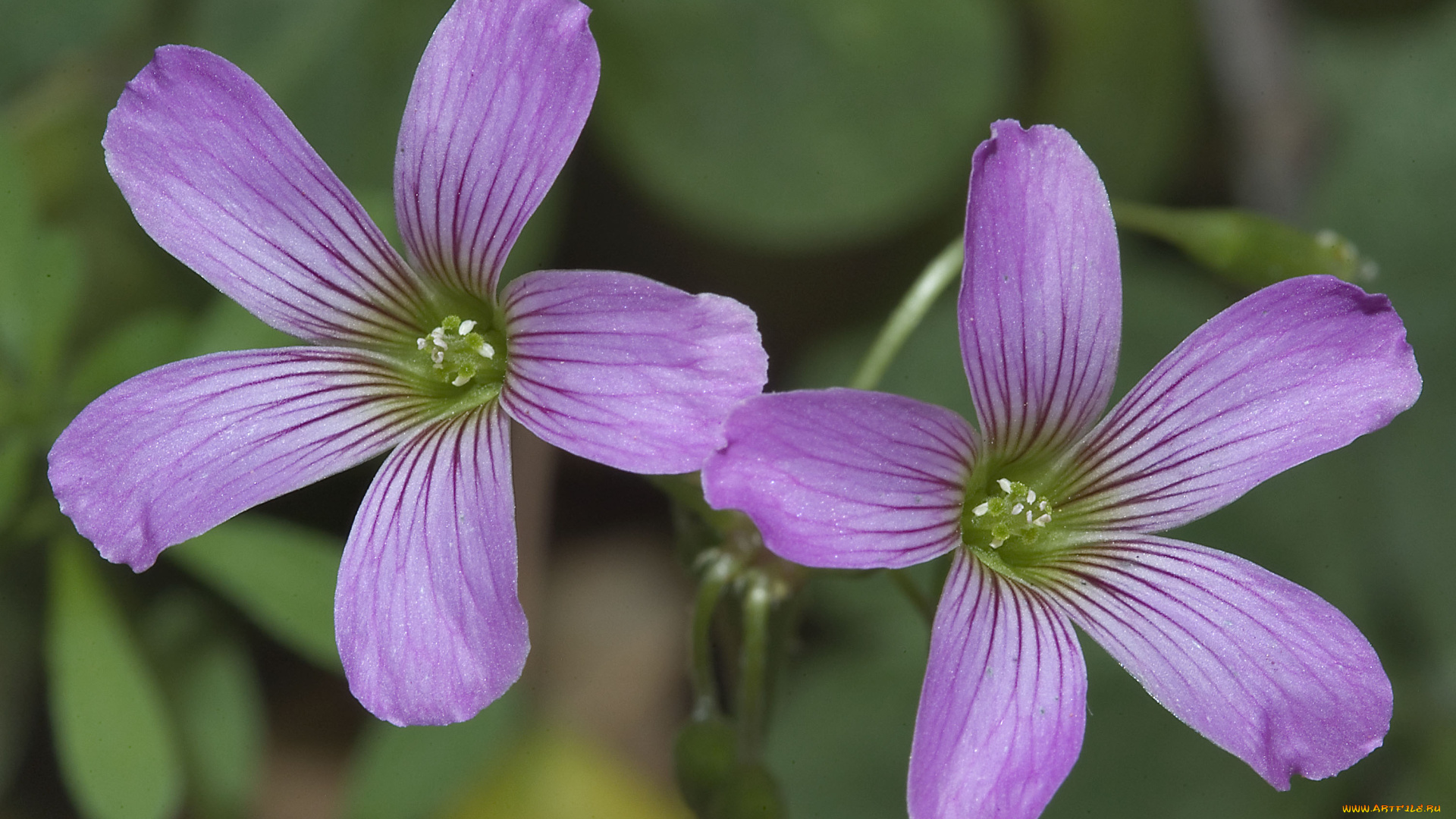 цветы, лепестки