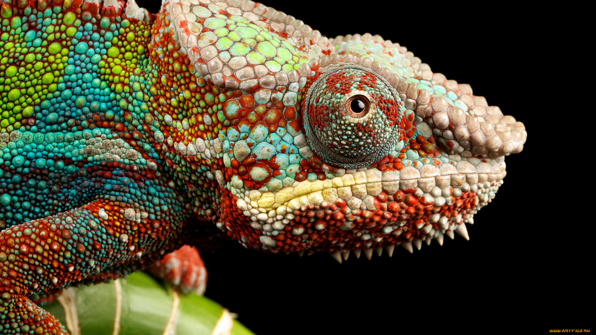 животные, хамелеоны, окрас, глаз