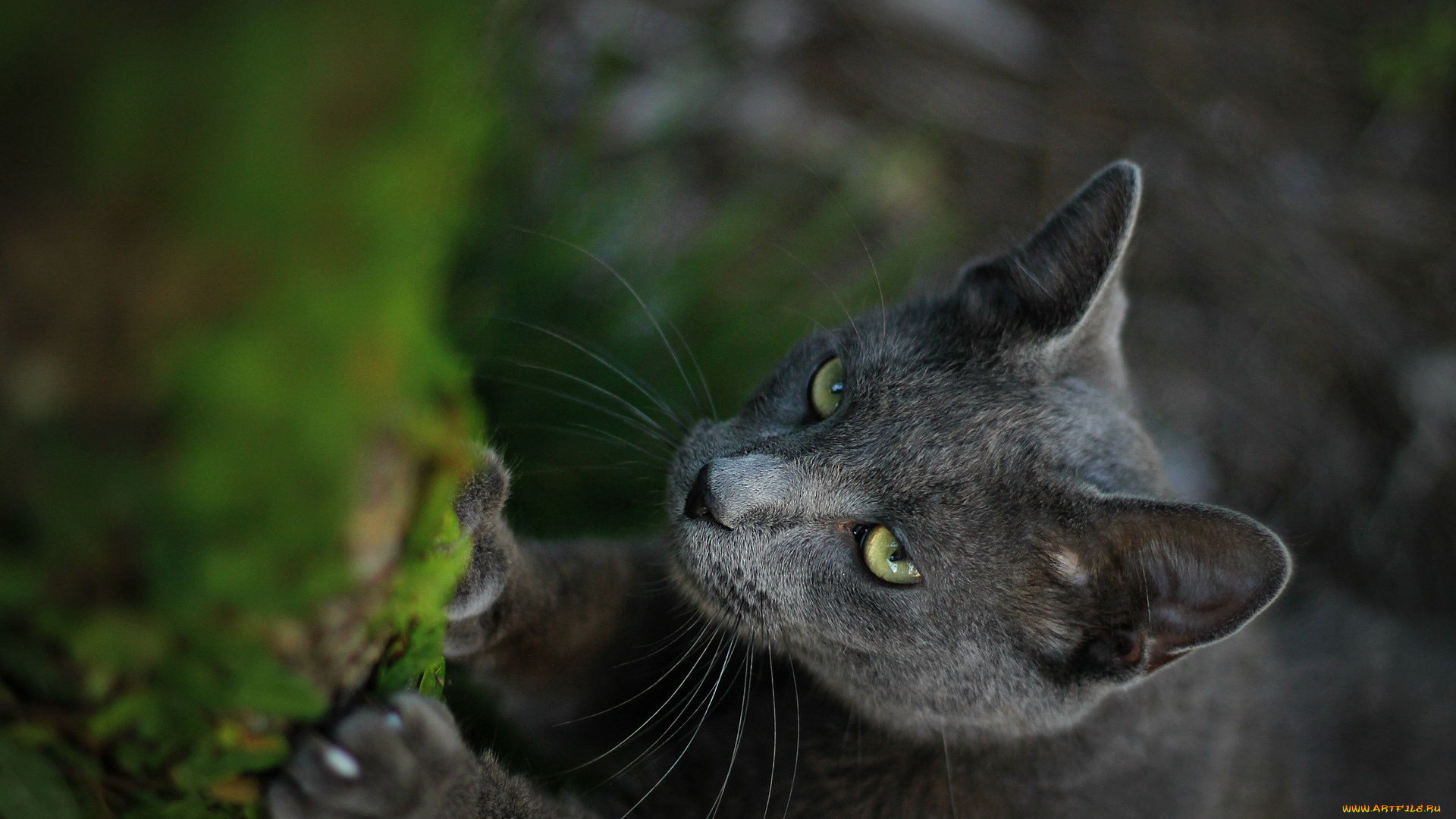 животные, коты, кот