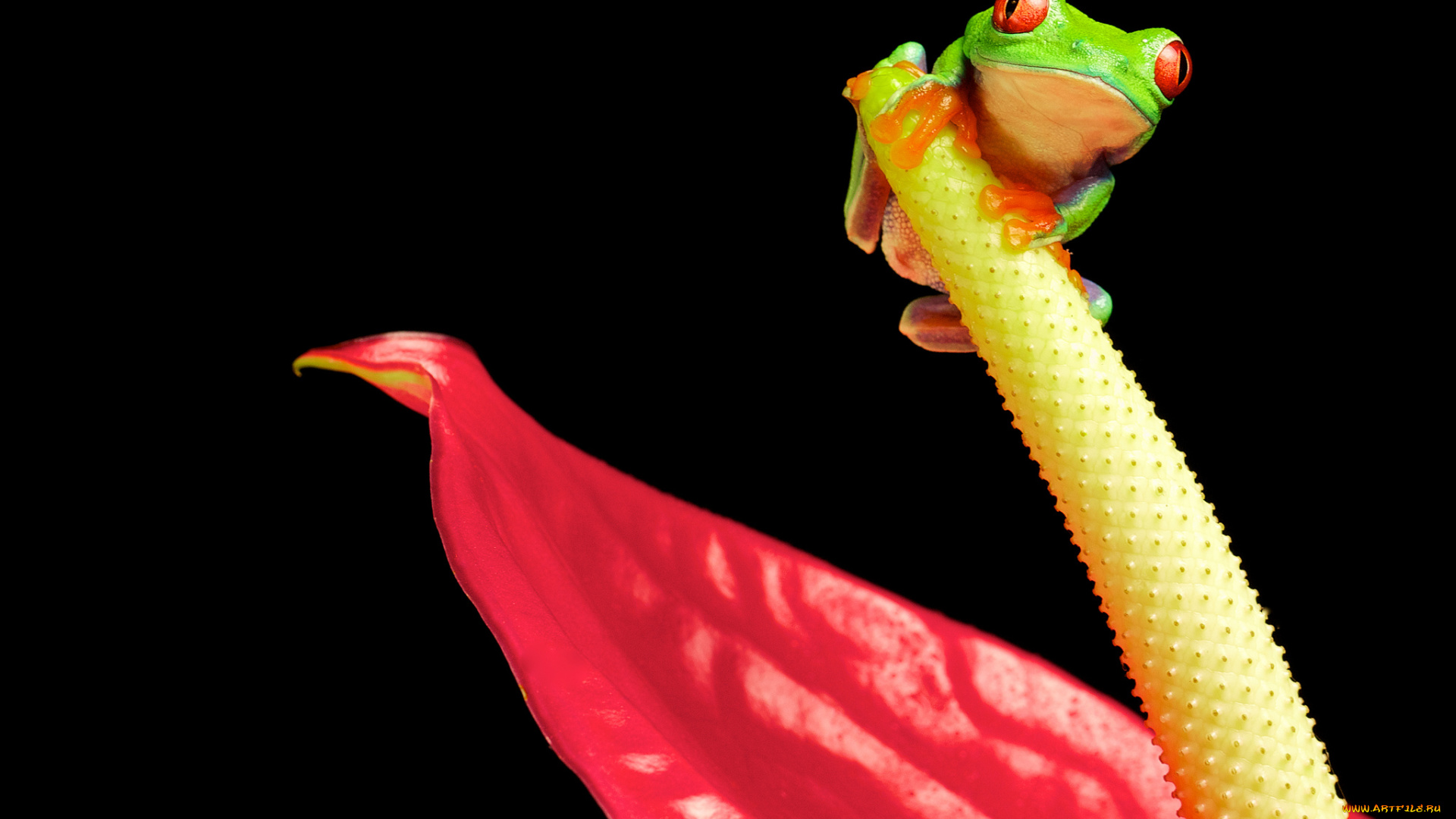 животные, лягушки, антуриум, цветок, фламинго