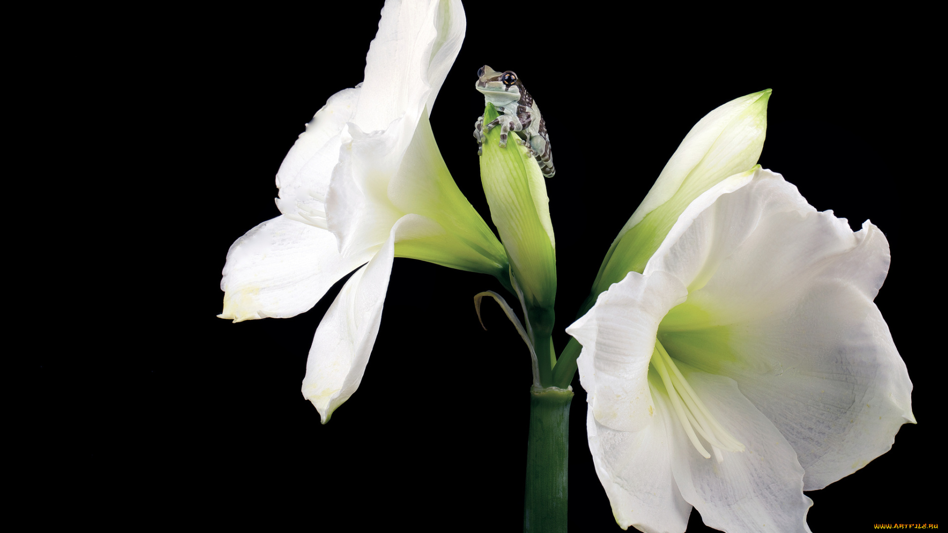 животные, лягушки, цветок, амарилис, лягушонок