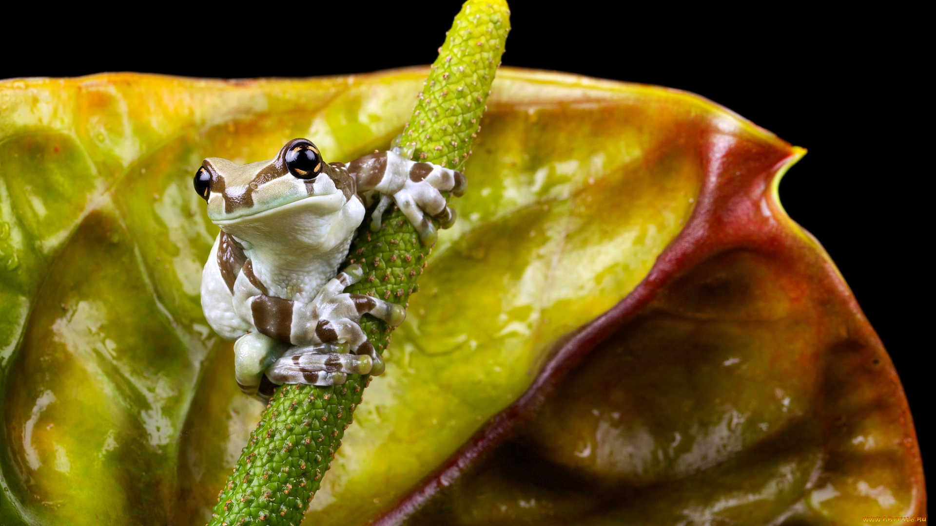 животные, лягушки, цветок, фламинго, антуриум