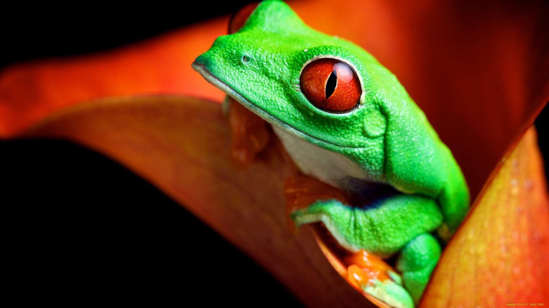 животные, лягушки, цветок, макро, калла