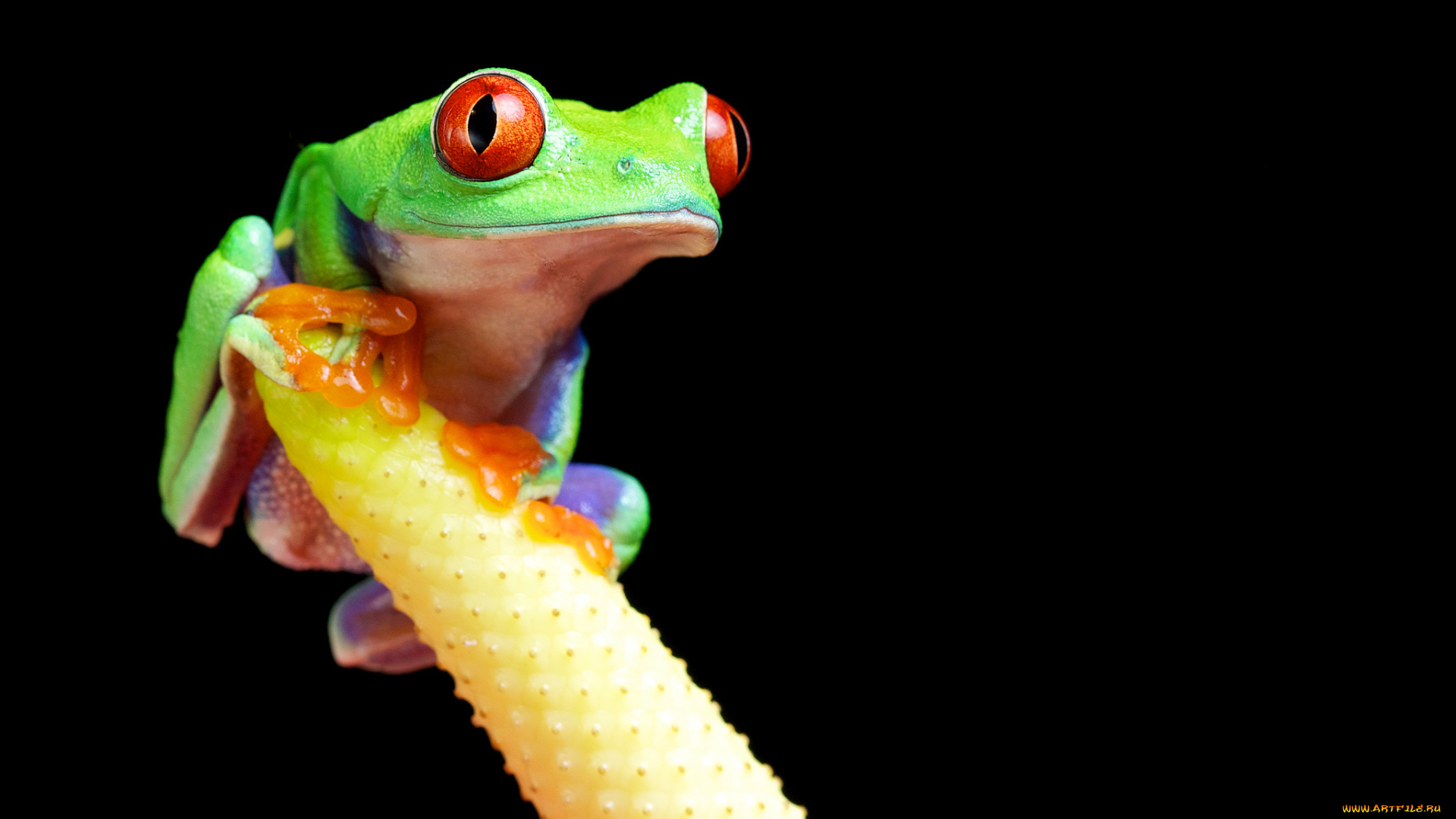 животные, лягушки, макро