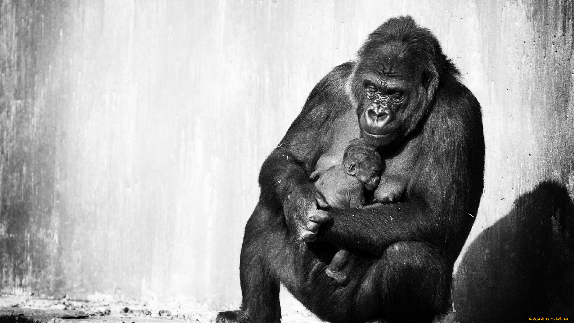животные, обезьяны, горилла, детёныш, материнство