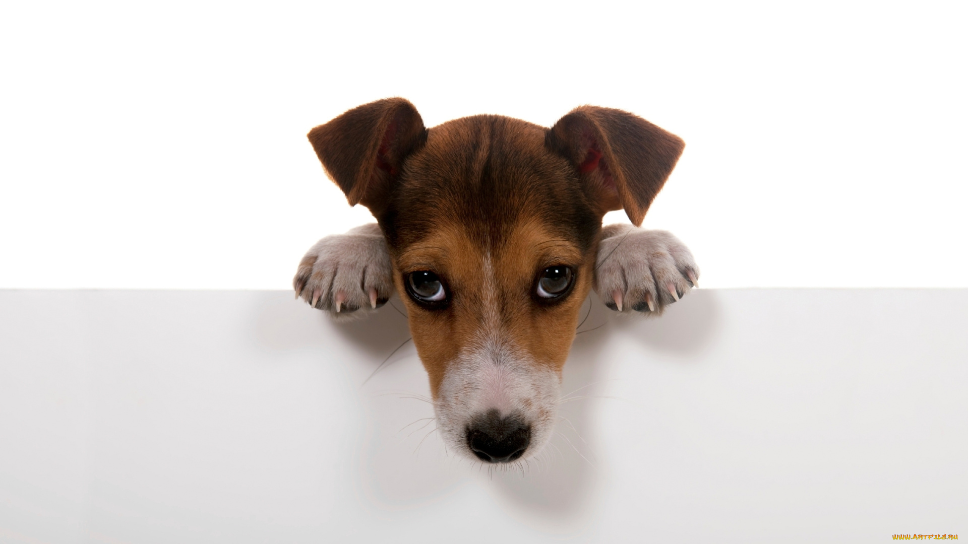 животные, собаки, белый, стена, фон, лапы, собачка