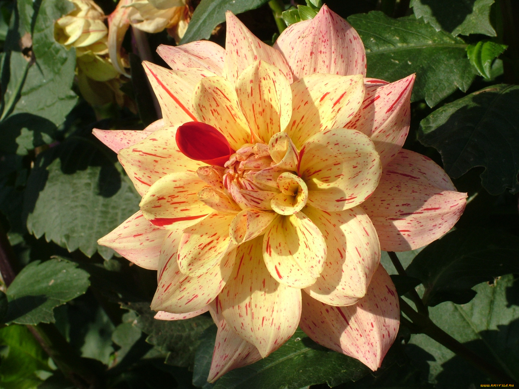 цветы, георгины, георгина