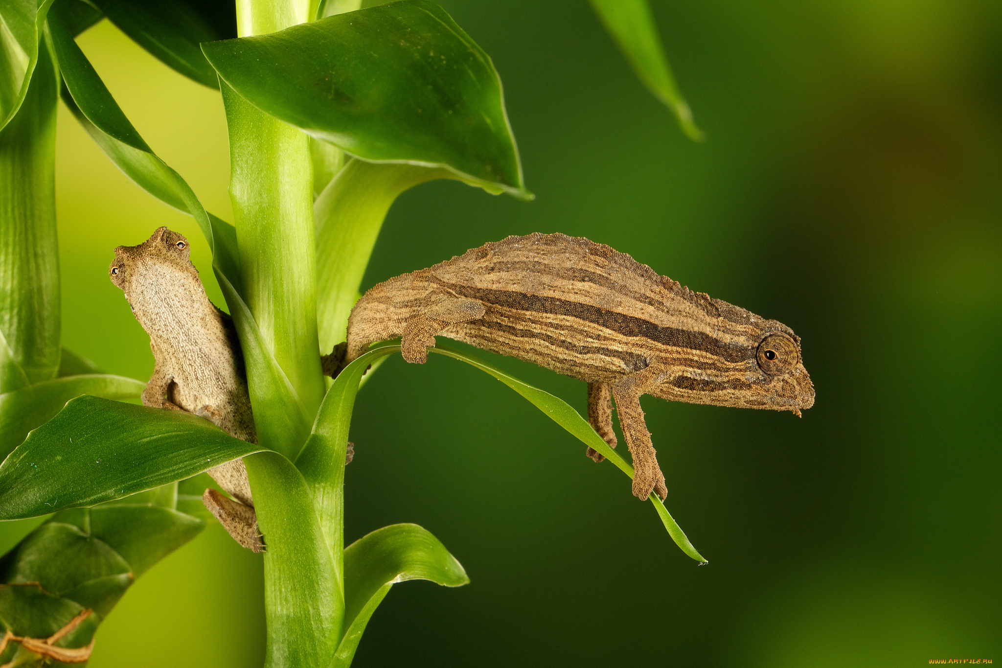 животные, хамелеоны, стебель
