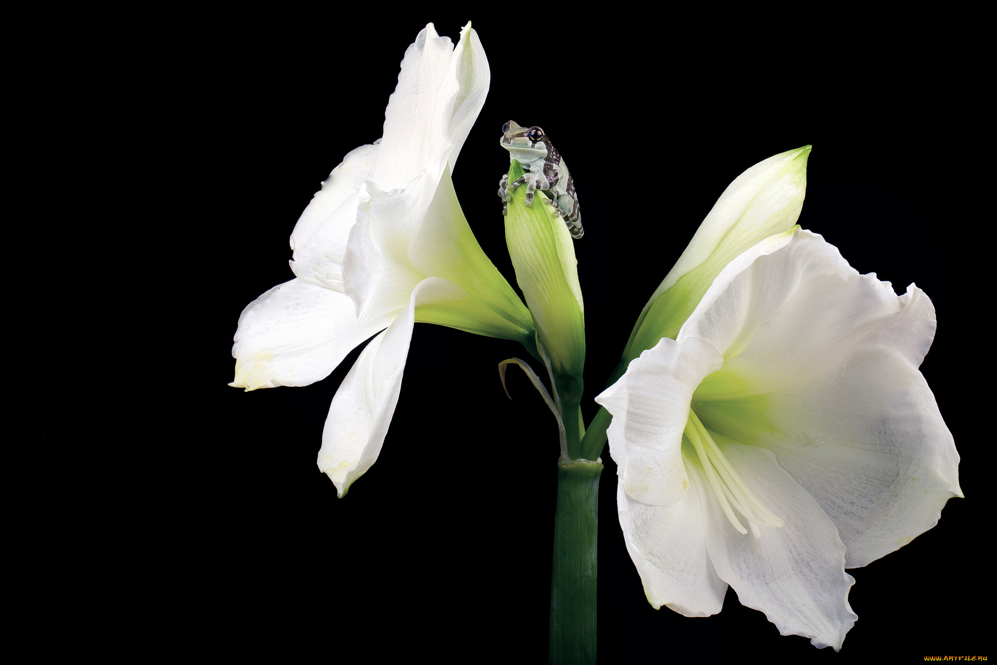 животные, лягушки, цветок, амарилис, лягушонок