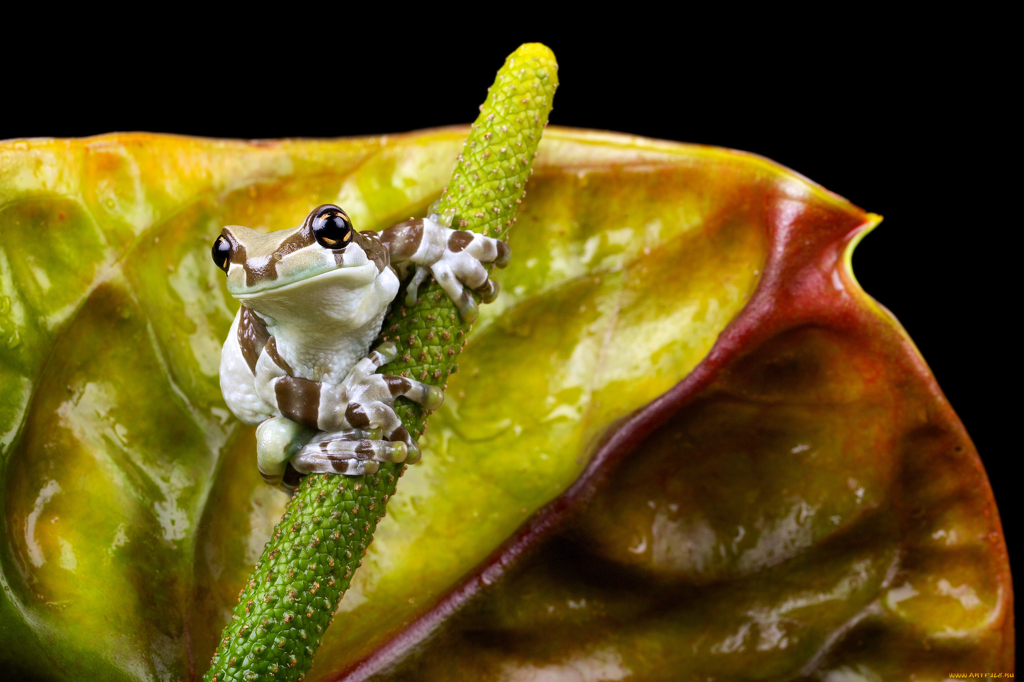 животные, лягушки, цветок, фламинго, антуриум