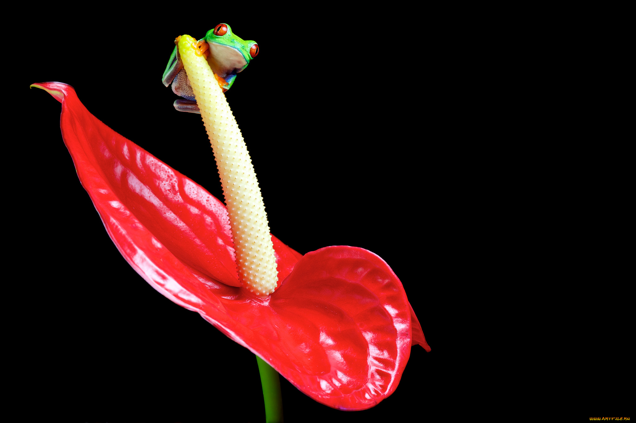 животные, лягушки, цветок, фламинго, антуриум