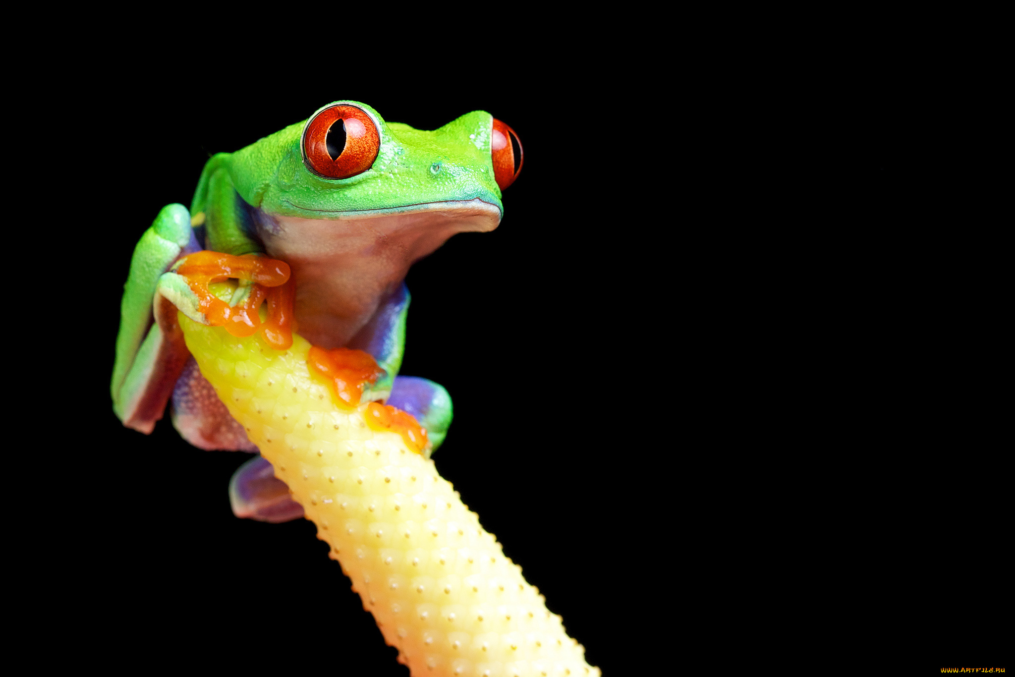 животные, лягушки, макро