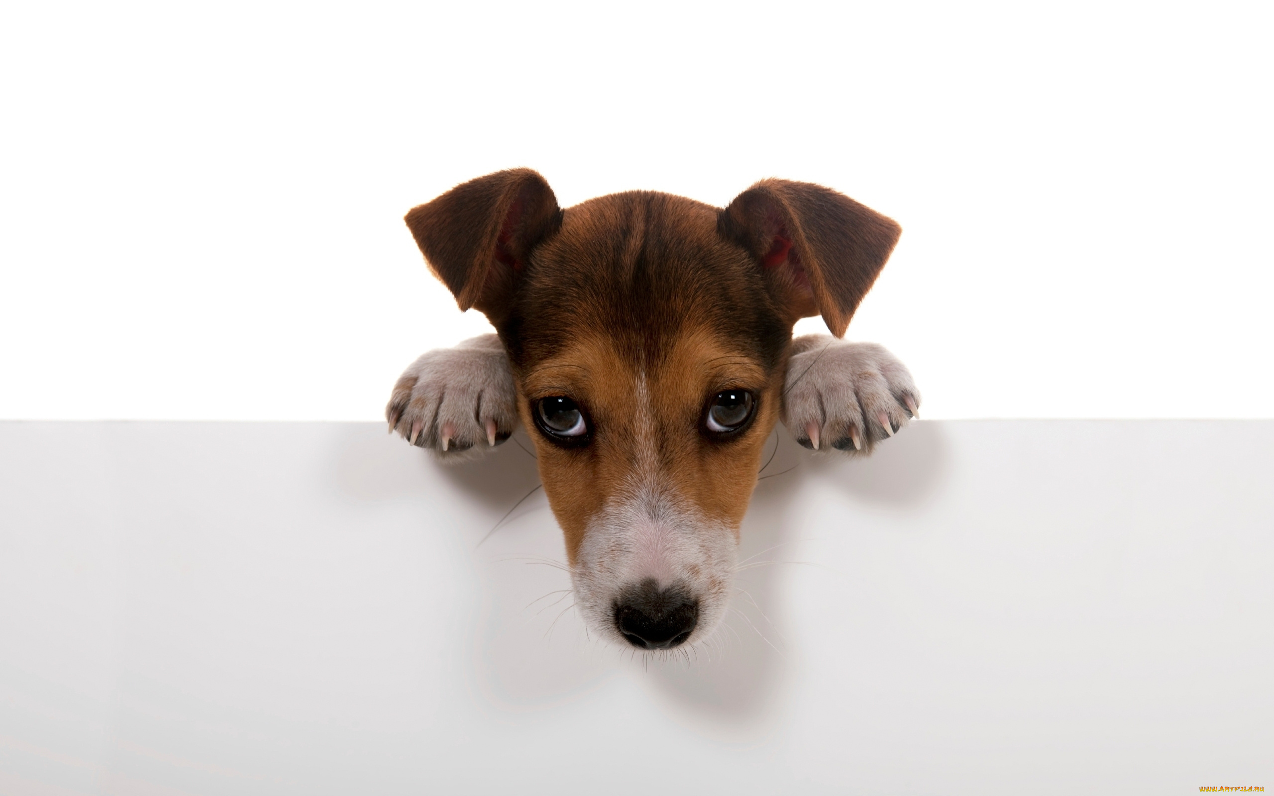 животные, собаки, белый, стена, фон, лапы, собачка
