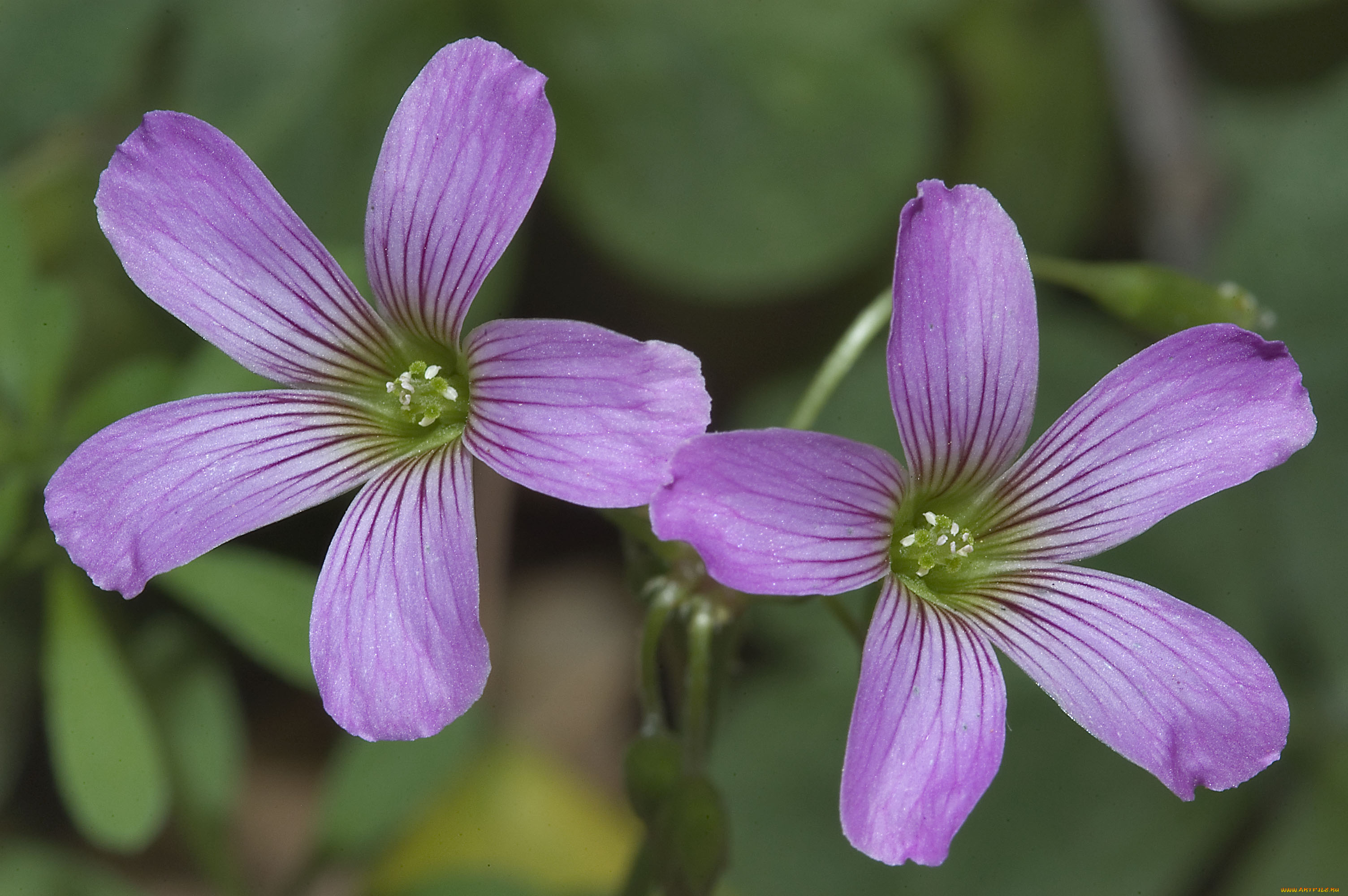 цветы, лепестки