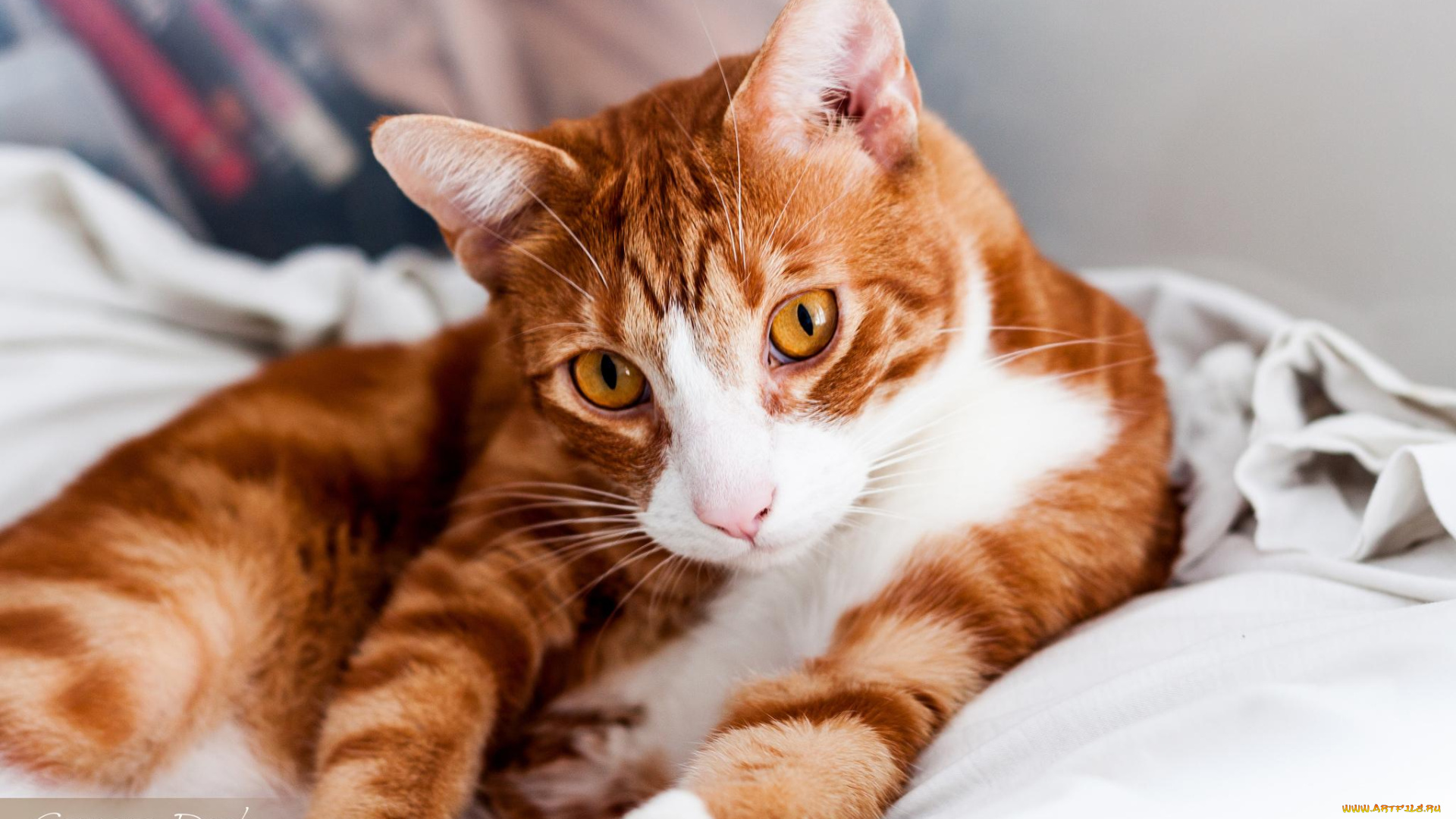 животные, коты, взгляд, книги, постель, полосатая, рыжая, кошка