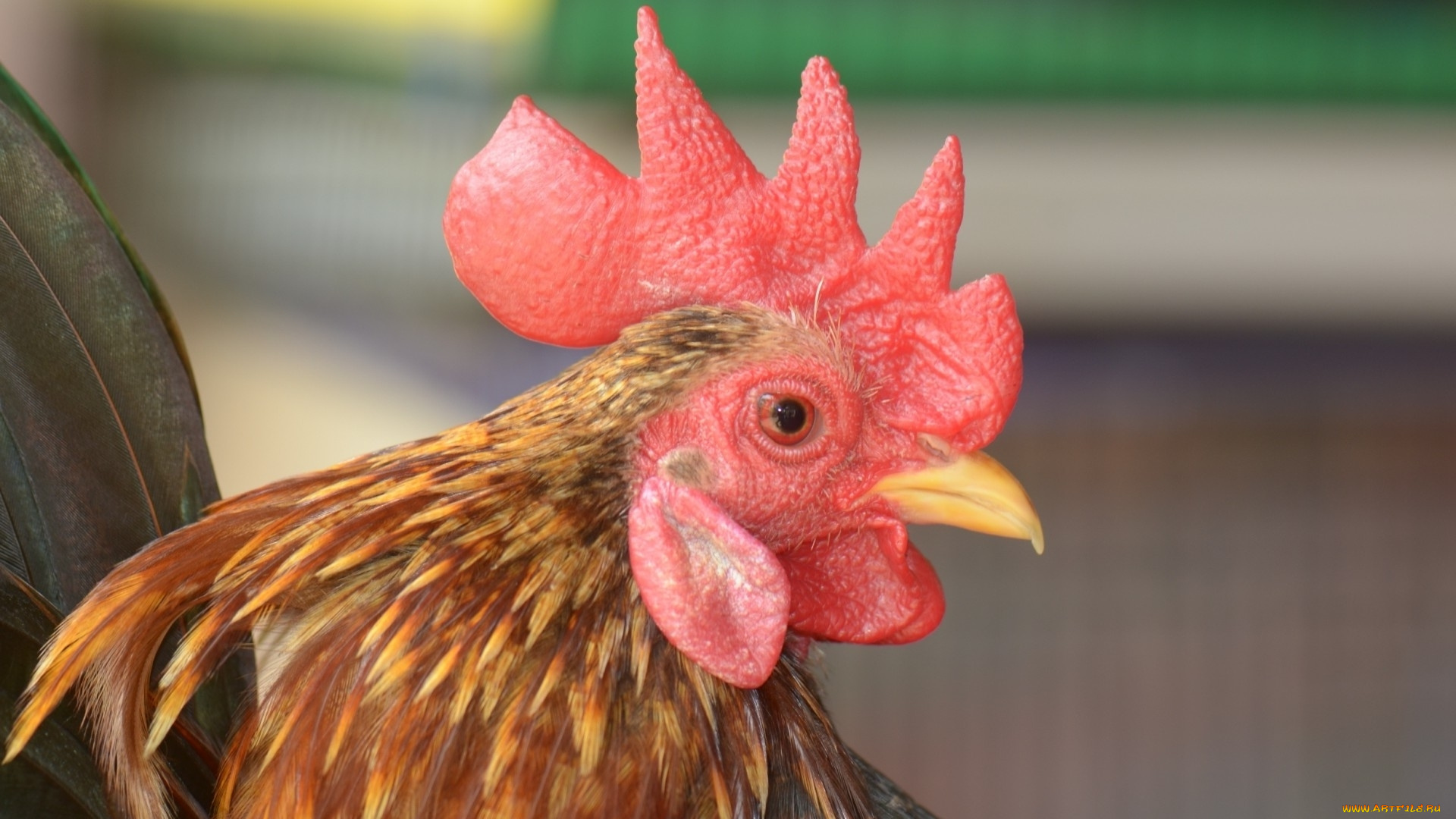 животные, куры, , петухи, клюв