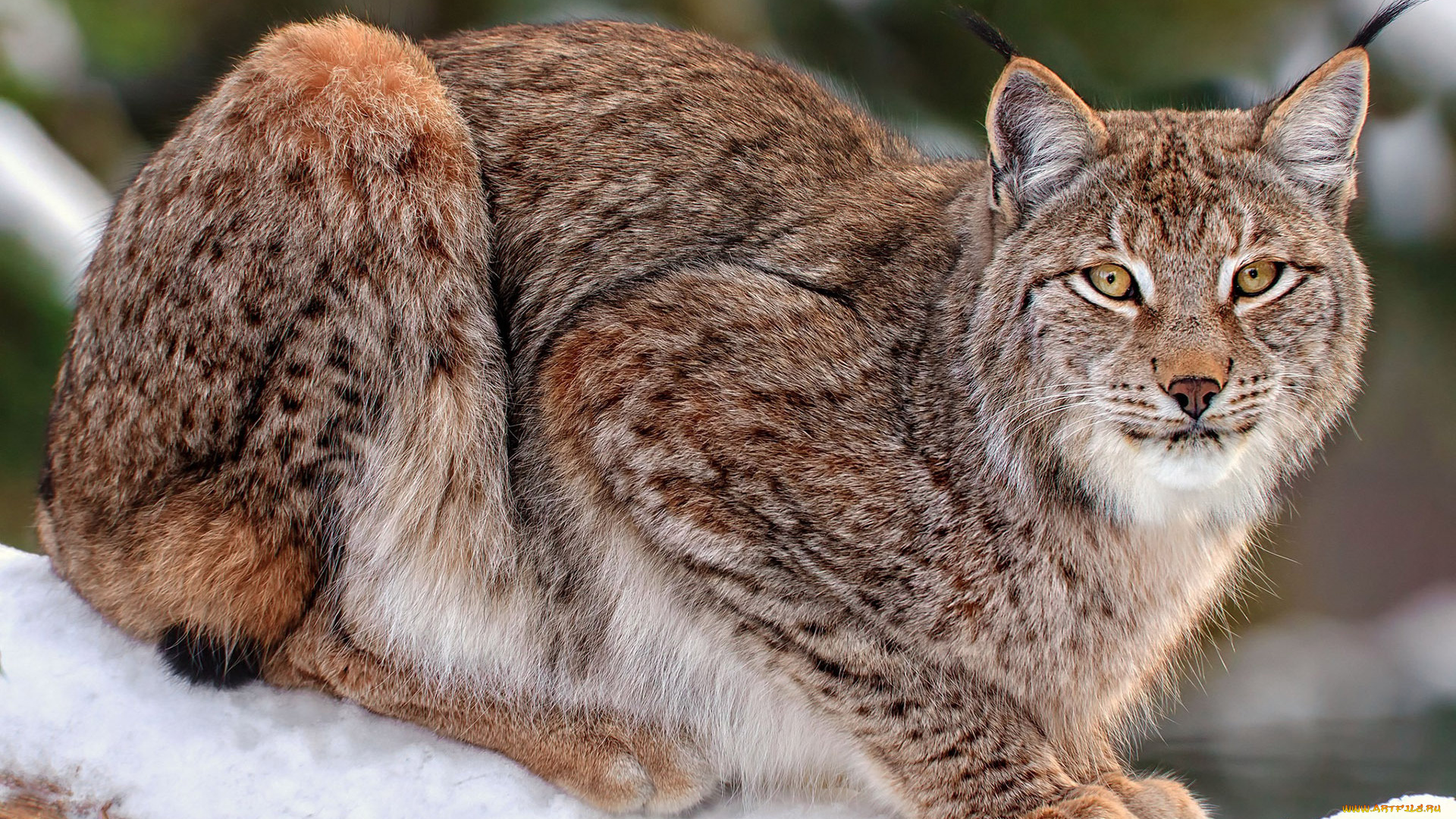 животные, рыси, взгляд