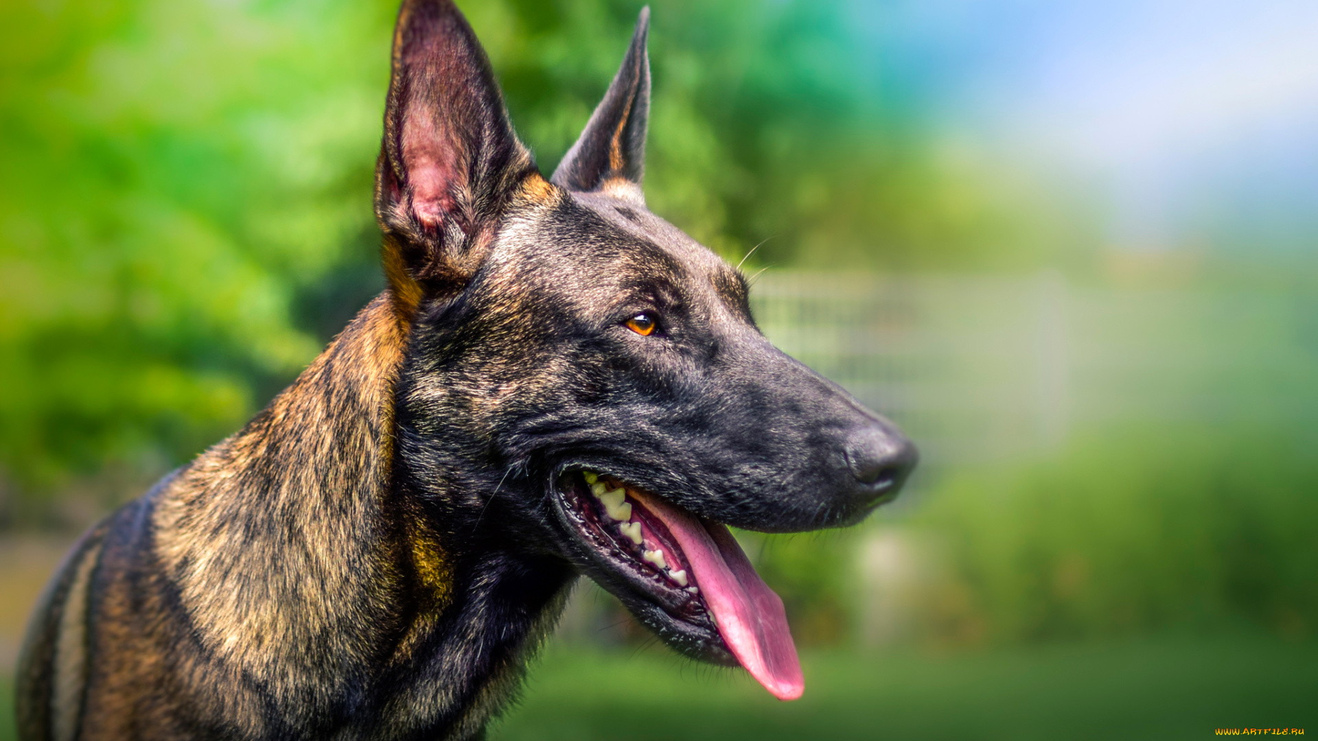 животные, собаки, собака, боке, морда