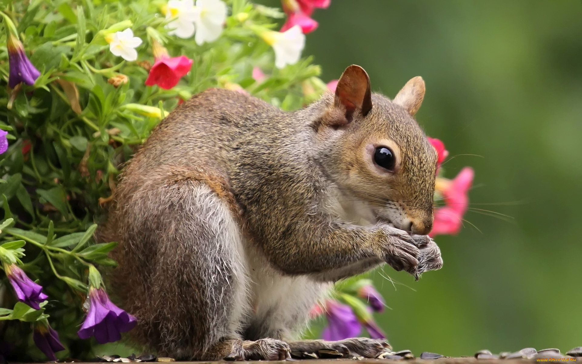 животные, белки, глаза