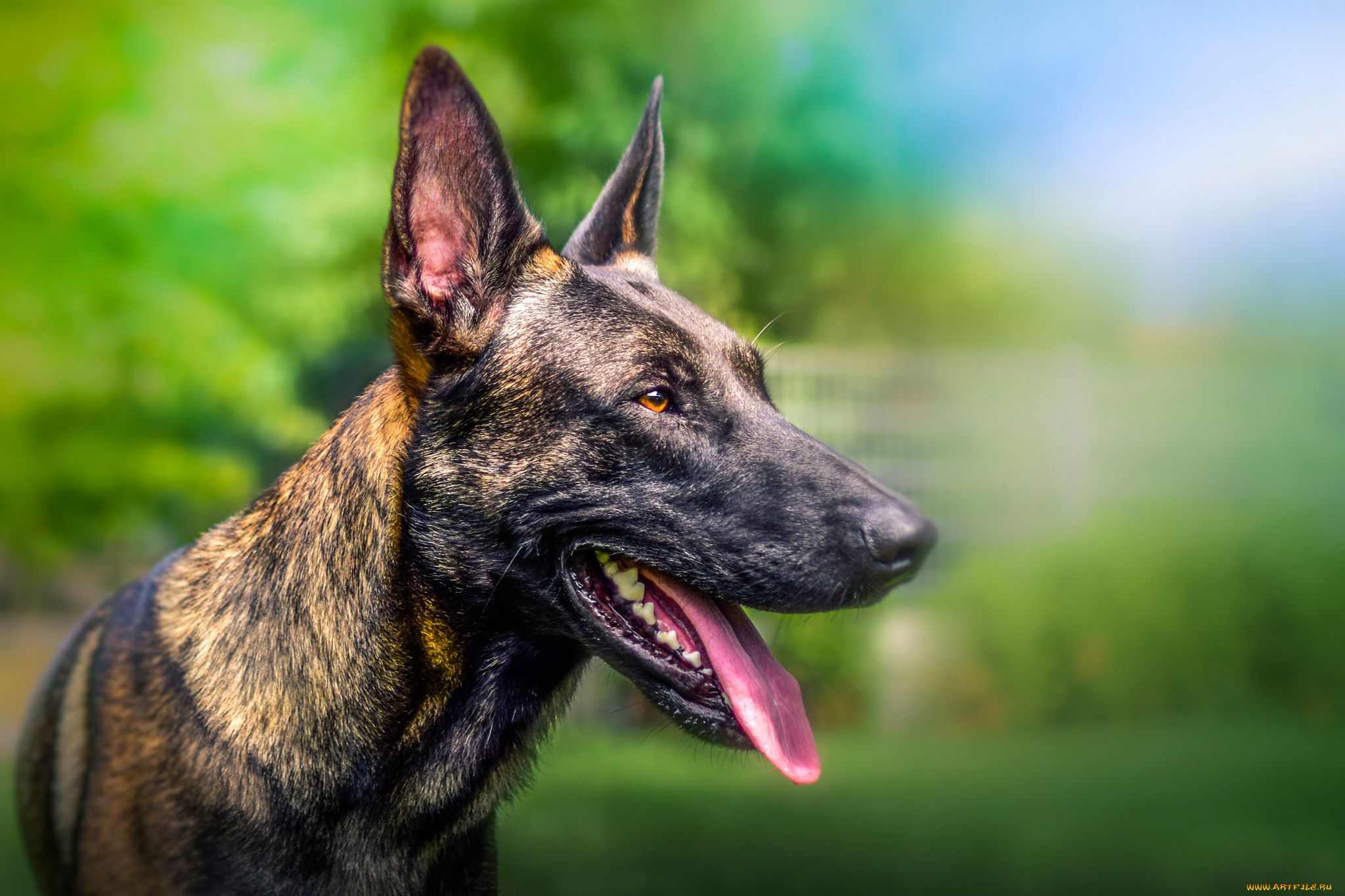 животные, собаки, собака, боке, морда