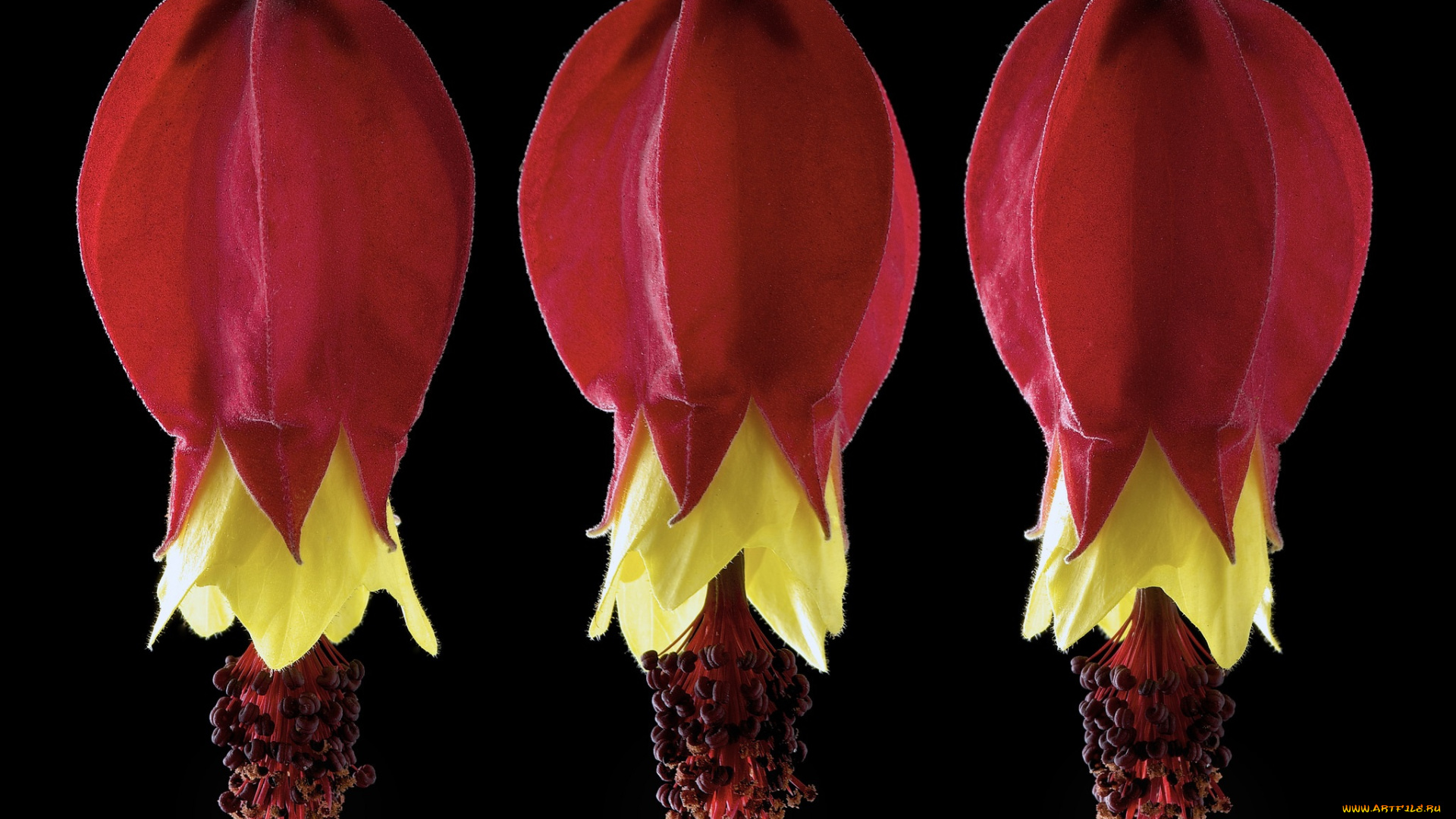 цветы, черный, фон