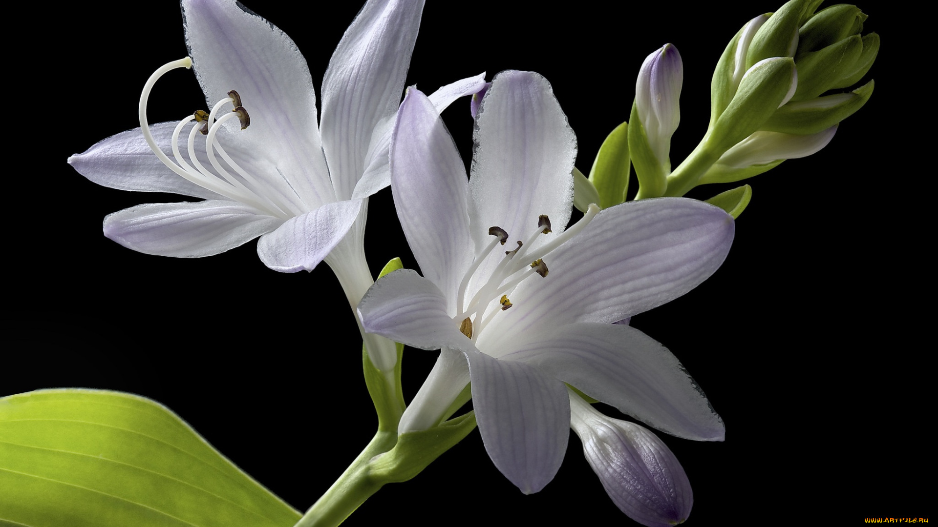 цветы, чёрный, фон