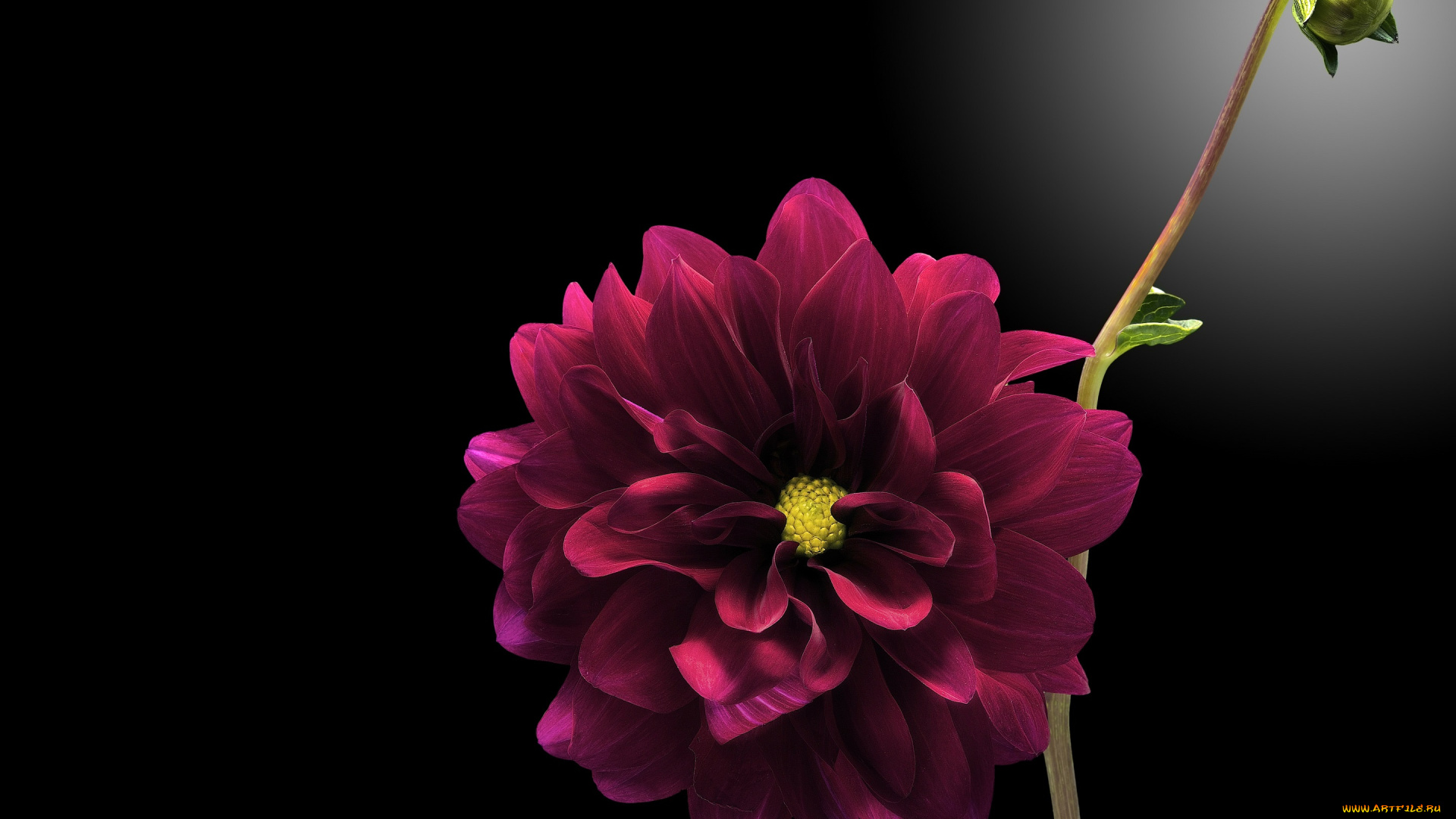 цветы, георгины, черный, фон, георгина, бутон