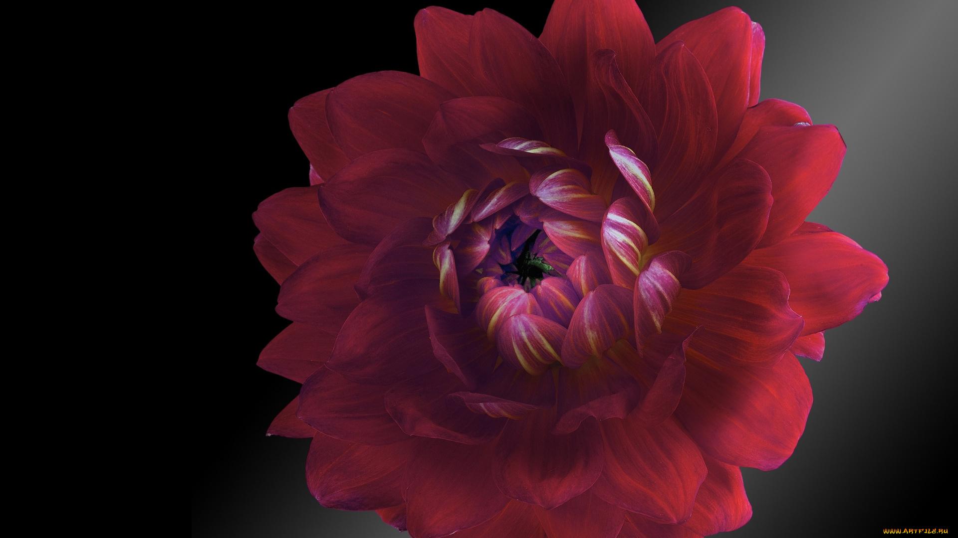 цветы, георгины, фон, георгина, черный