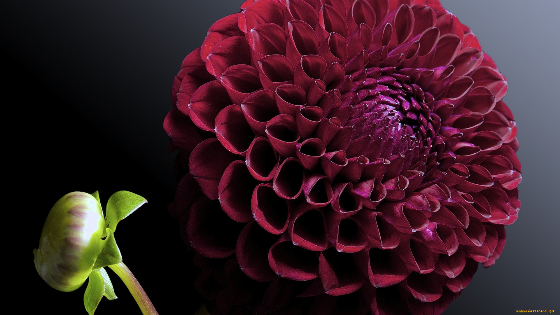 цветы, георгины, георгина, цветок, фон