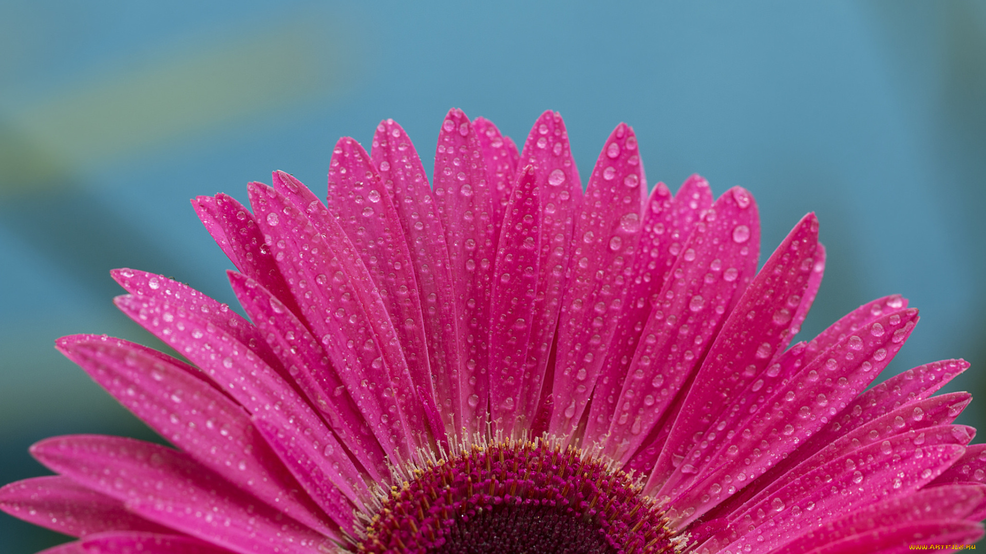 цветы, герберы, вода, роса, капли, гербера, лепестки, цветок