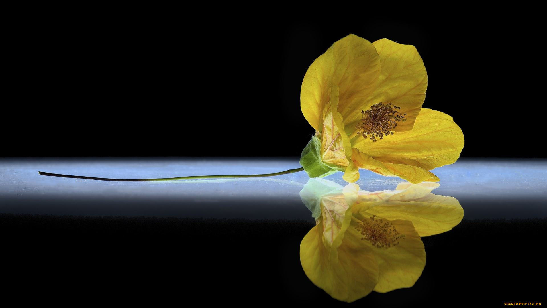 цветы, гибискусы, фон, отражение, цветок, жёлтый