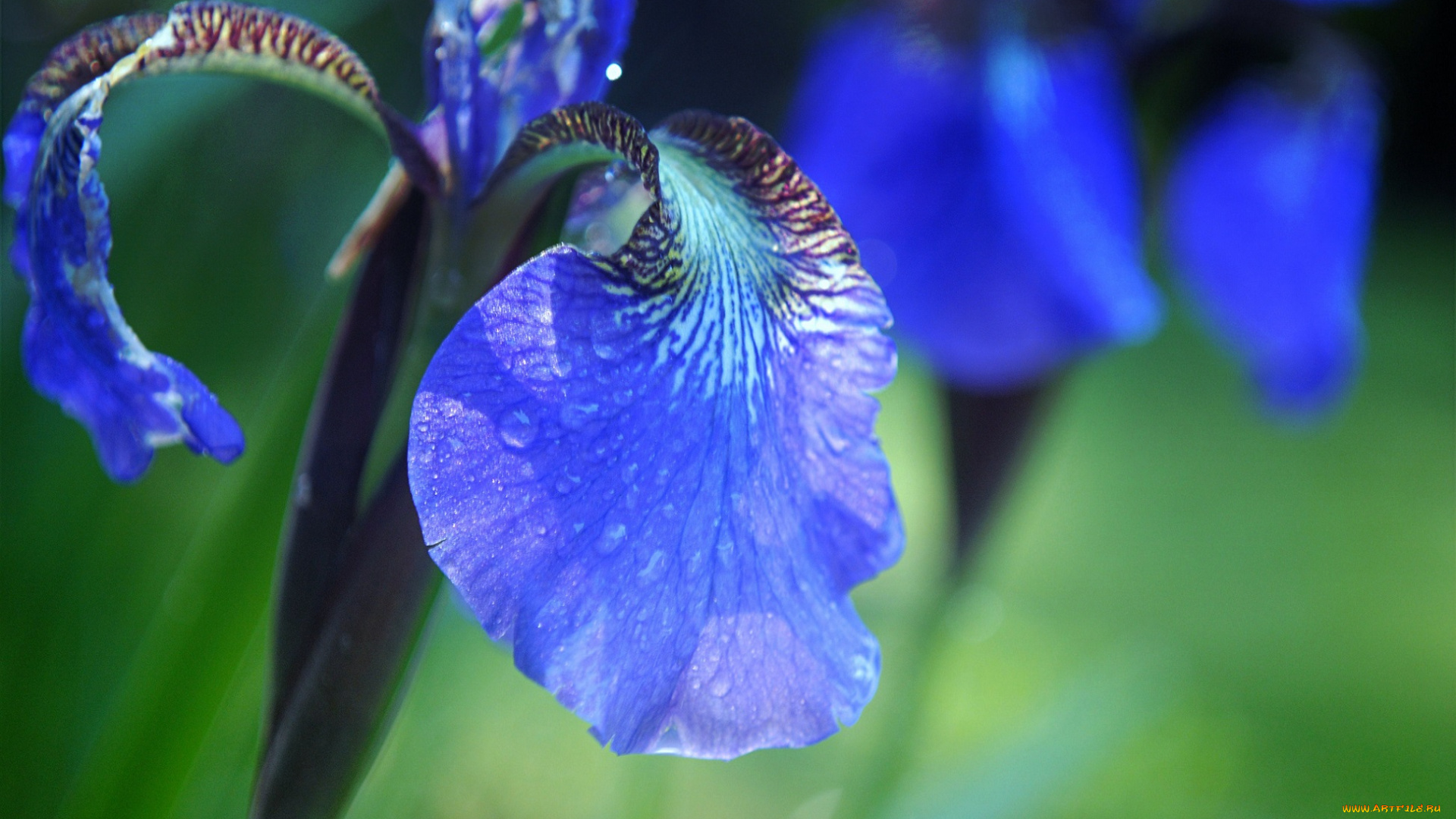 цветы, ирисы, капли, ирис, цветок, лепестки, роса, вода